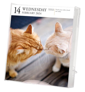 2024 Calendar Cat Page-A-Day Gallery Desk Calendar